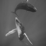 BALLET DANCERS, Couple de baleines qui danse aux Bermudes par Andrew Stevenson