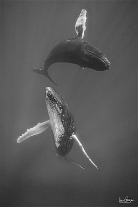 BALLET DANCERS, Couple de baleines qui danse aux Bermudes par Andrew Stevenson