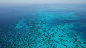 Magnifiques coraux des Bermudes Variations de bleus /