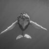 Face à face avec une baleine à bosse aux Bermudes par A. Stevenson