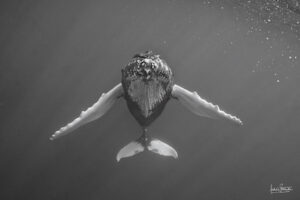 Photographie baleine série limitée « FACE TO FACE » en 30×45 cm
