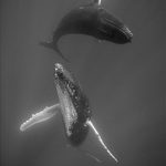 Wales baleines dance duo