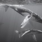 plongée baleines à bosse aux Bermudes