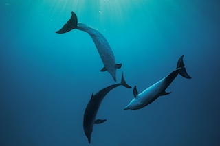 3 dauphins qui font l'hélice