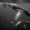 4 baleines à bosse en plongée aux Bermudes