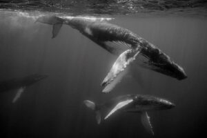 Photographie baleine « DIVES » au format 30×45 cm