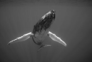 Photographie baleine numérotée « AIRPLANE » en 100×125 cm.