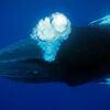 Baleine à bosse qui libère en profondeur une colonne de bulles lumineuses aux Bermudes