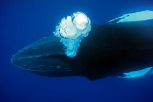 Photographie baleine « BUBBLES » au format 30x45cm