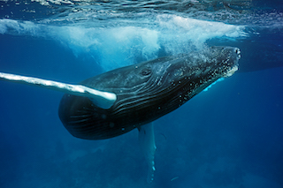 Baleine en mouvement qui montre son profil droit
