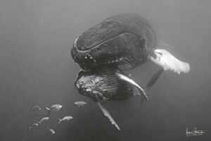 Photographie baleine « MUM & BABY HUG » en 60×90 cm