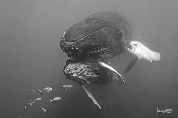 Baleine qui caline son baleineau par A. Stevenson