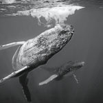 Couple de baleines à bosse aux Bermudes montrant leur ventre et profil