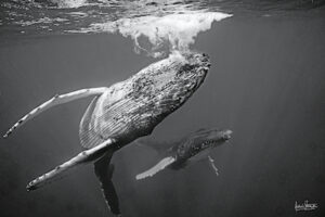 Photographie baleine « BELLY UP » au format 30x45cm