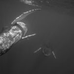 Couple de baleines en descente ventre et face Bermudes 2014