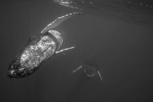 Photographie baleine « BELLY DOWN » en 100x125cm