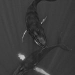 Danse en duo de baleines à bosse dans un halo de lumière aux Bermudes