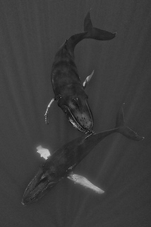 Photographie baleine « DANSE EN DUO » en 100x125cm