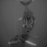 Danse en duo pour un couple de baleines à bosse aux Bermudes