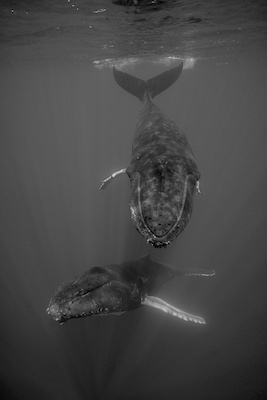 Photographie baleine « DANSE EN DUO II » format 100x125cm.