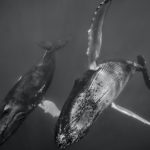 Duo de baleines à bosse dansant aux Bermudes