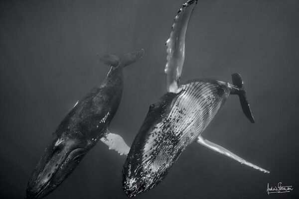 Duo de baleines à bosse dansant aux Bermudes