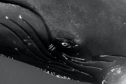 Eye to eye Oeil de baleine en gros plan par Andrew Stevenson