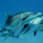 Famille de dauphins qui vient créer un contact avec Andrew Stevenson.