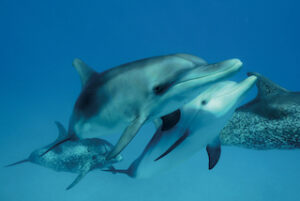 Photographie dauphins « FAMILY PICTURE » format 30×45 cm.
