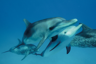 Famille de dauphins qui vient créer un contact avec Andrew Stevenson.