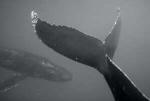 Photographie baleine « HEAD & TAIL » au format 60x90cm