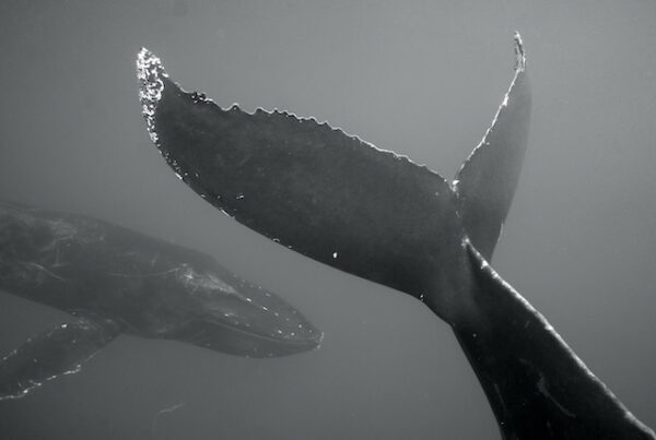Gros plan d'une queue de baleine à bosse, arrière plan d'une seconde de profil