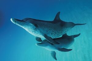 Photographie dauphins « TUMMY » format 30×45 cm.