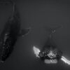 Nage en couple, duo de baleines aux Bermudes