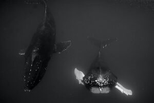 Photographie baleine « NAGE EN DUO » au format 30×45 cm