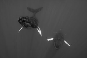 Photographie baleine « NAGE DUO II  » en 60x90cm