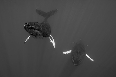 Nage en couple de 2 baleines à bosse aux Bermudes 2