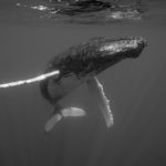 Nageoire main tendue d'une baleine à bosse pour contact tactile avec le photographe