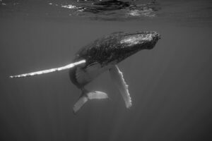 Photographie baleine « RIGHT HAND » en 100×125 cm