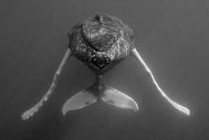 Photographie baleine « NOSE TO NOSE » au format 30×45 cm