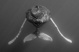 Portrait nez à nez avec une baleine à bosse aux Bermudes par Andrew STEVENSON