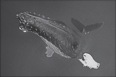 Photographie baleine « PROXIMITY » au format 30x20cm