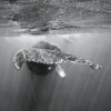Queue de baleine magnifiquement illuminée par la réflexion de la lumière transperçant la surface