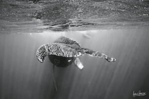Photographie baleine « REFLECTION TAIL » en 100×125 cm.