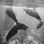 2 baleines en eaux peu profondes sur lesquelles la lumière se reflète