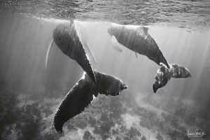 Photographie baleine « SHALLOW TAILS » en 100×125 cm