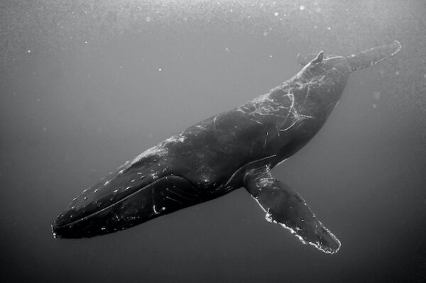 baleine à bosse à nageoires pectorales noires en plongée aux Bermudes montrant son profil gauche par Andrew STEVENSON