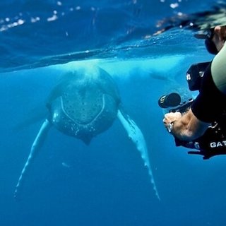 Andrew STEVENSON filmant en face à face une baleine à bosse aux Bermudes 320X320