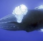 Baleine à bosse qui libère une colonne de bulles lumineuses en profondeur