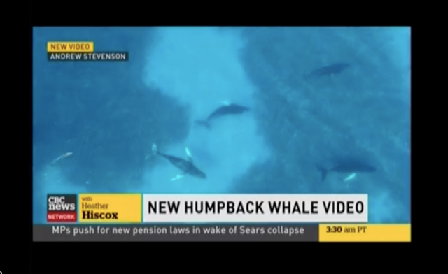 Images d'Andrew STEVENSON Baleines à bosse sur la chaine CBS NEWS octobre 2017 HALIFAX pendant Conférence Internationale Mammifères Marins